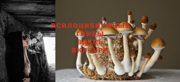 стаф Богданович