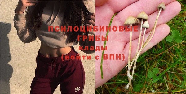 стаф Богданович